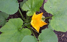 Fleurs de Courgettes Champêtres - MDA